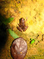 Microhyla Butleri in Jasmine Valley