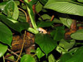 Nong Khor Bush Frog, or Chiromantis Nongkhorensis in Jasmine Valley