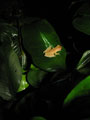 Nong Khor Bush Frog, or Chiromantis Nongkhorensis in Jasmine Valley