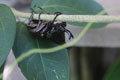 beetle in Jasmine Valley, Kep, Cambodia