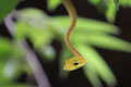whipsnake in Jasmine Valley, Kep, Cambodia