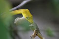 whip snake eating in Jasmine Valley, Kep, Cambodia
