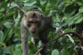 monkey in Jasmine Valley, Kep, Cambodia