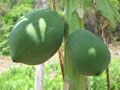papaya in Jasmine Valley, Kep, Cambodia